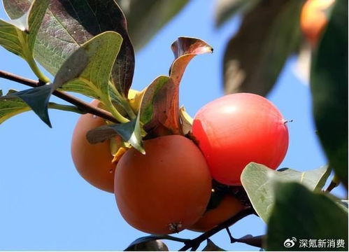 赢麻了 一个小县城，抢了韩国80%的柿饼生意